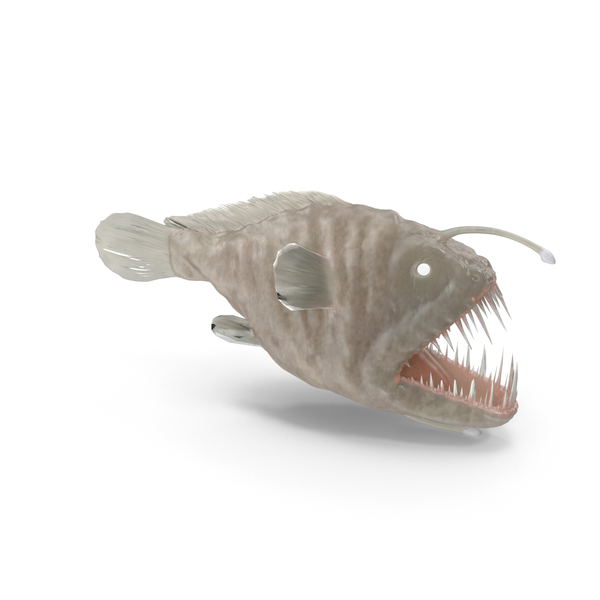 Angler Fish PNG & PSD Images