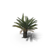 Cycad BroodBoom PNG & PSD Images
