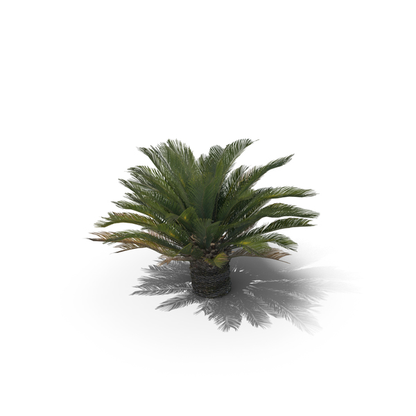 Cycad BroodBoom PNG & PSD Images