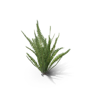 Healthy Fern PNG & PSD Images