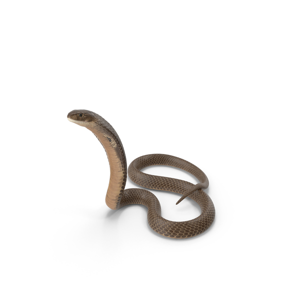 Cobra Beige Skin Alert Pose PNG & PSD Images