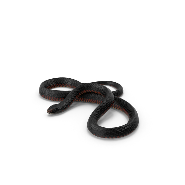 盘绕的黑蛇PNG和PSD图像
