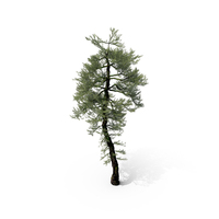 Japanese Red Pine Tree PNG & PSD Images