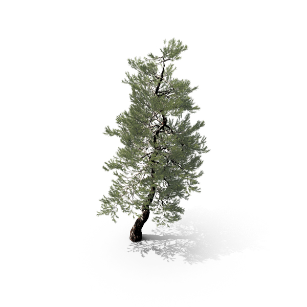 Japanese Red Pine Tree PNG & PSD Images