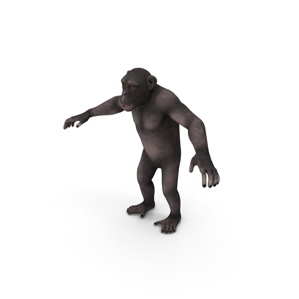 Dark Chimpanzee PNG & PSD Images