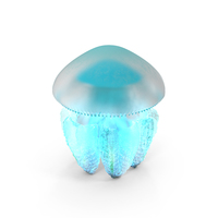 Blubber Jellyfish PNG & PSD Images