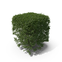 Topiary PNG & PSD Images