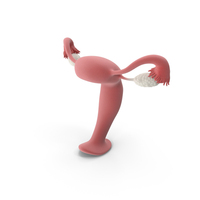 Female Reproductive System PNG & PSD Images