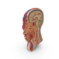 Anatomy Head Cutaway PNG & PSD Images