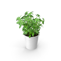 Kitchen Herb Basil PNG & PSD Images