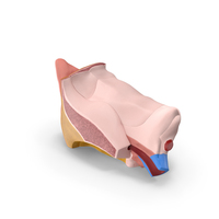 Ear Anatomy PNG & PSD Images