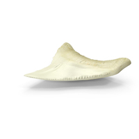Fossil Shark Teeth PNG & PSD Images