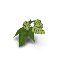 Fresh Branch of Hops PNG & PSD Images