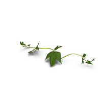 Grape Branch PNG & PSD Images