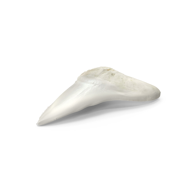 Great White Shark Tooth Bone PNG & PSD Images