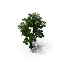Maple Tree PNG & PSD Images