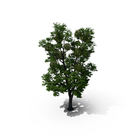 Maple Tree PNG & PSD Images
