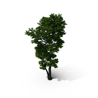 Maple Tree PNG & PSD Images