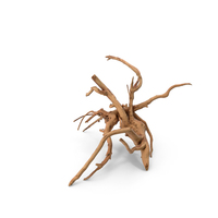 Tree Root Wood PNG & PSD Images