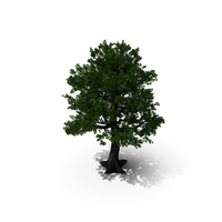 Oak Tree PNG & PSD Images