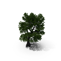 Oak Tree PNG & PSD Images