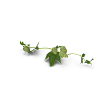 Hops Branch PNG & PSD Images