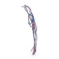 Human Arm Cardiovascular System PNG & PSD Images