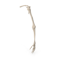 Human Arm Skeleton PNG & PSD Images