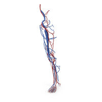 Human Leg Cardiovascular System PNG & PSD Images