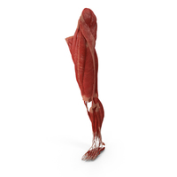 人腿肌肉系统PNG和PSD图像