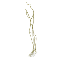 Human Leg Nervous System PNG & PSD Images
