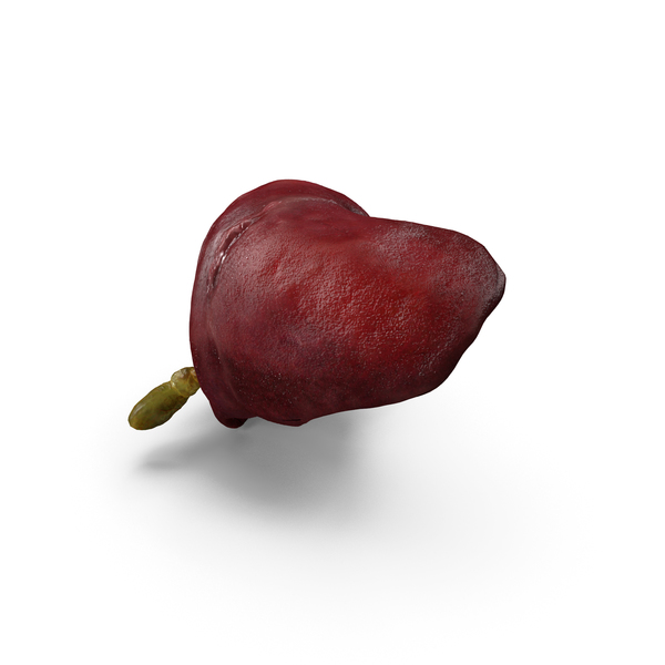 Human Liver and Gallbladder PNG & PSD Images