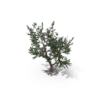 Blooming Apple Tree PNG & PSD Images