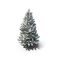 Snowy Pine Tree PNG & PSD Images