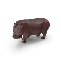 Hippopotamus PNG & PSD Images