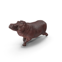 Hippopotamus Pose PNG & PSD Images