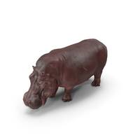 Hippopotamus Pose PNG & PSD Images