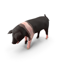 Hampshire Pig Piglet Standing Pose PNG & PSD Images