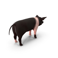Hampshire Pig Piglet PNG & PSD Images