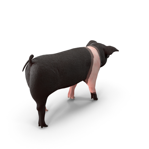 Hampshire Pig Piglet Walking Pose PNG & PSD Images