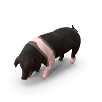 Hampshire Pig Sow Standing Pose PNG & PSD Images