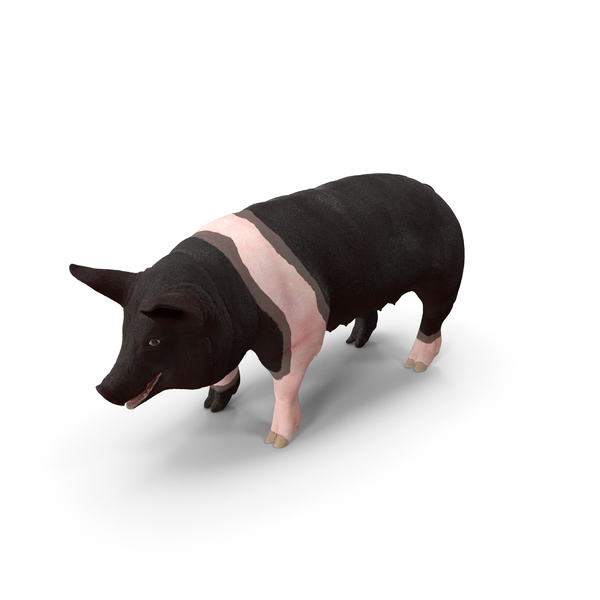 Hampshire Pig Sow PNG & PSD Images