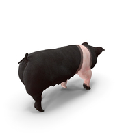 Hampshire Pig Sow Walking Pose PNG & PSD Images