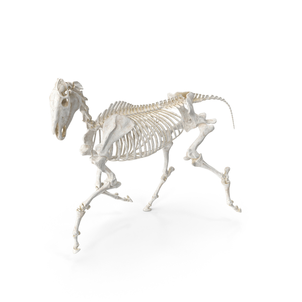 Horse Skeleton Running Pose PNG & PSD Images