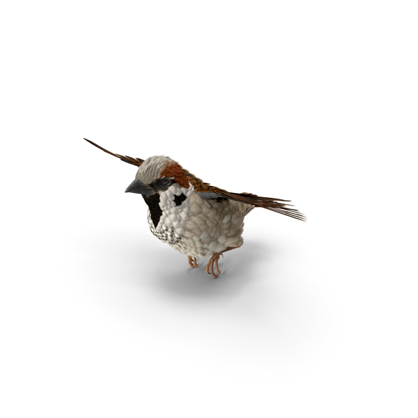 House Sparrow Flying Pose PNG & PSD Images