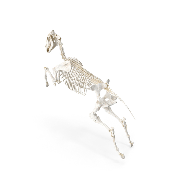 跳马骨骼PNG和PSD图像