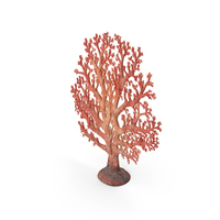 Fan Coral PNG & PSD Images
