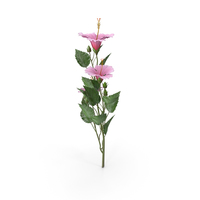 Hibscus Pink Branch PNG & PSD Images