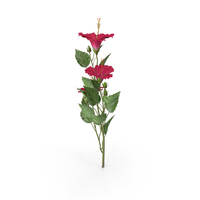 Hibiscus Red Branch PNG & PSD Images
