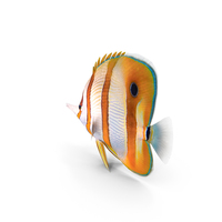 Copperband Butterflyfish PNG & PSD Images